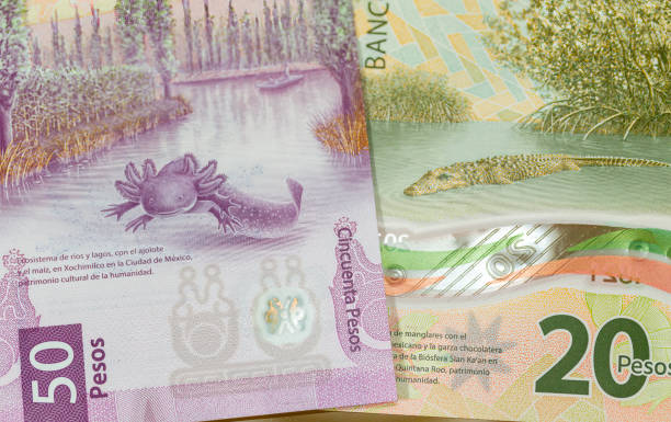 50 Pesos bill from 2023 featuring an Ajolote, an endangered amphibian, and a scene form Xochimilco. The 50 pesos features a Crocodile from the Mangrove forests in Quintana Roo, both UNESCO World Heritage Sites.