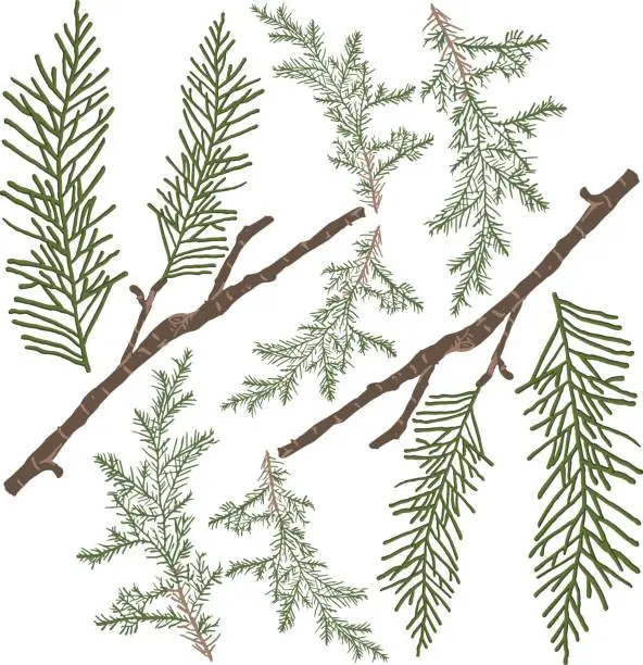 Vector illustration of pine-leaved branch and textic pattern