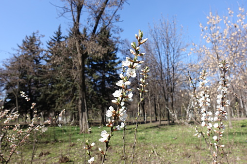 Sprig of blossoming prunus tomentosa against blue sky in March