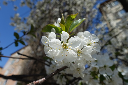 Close shot of white flowers of cherry tree in April