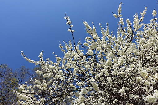 Crown of blossoming cherry tree against blue sky in April