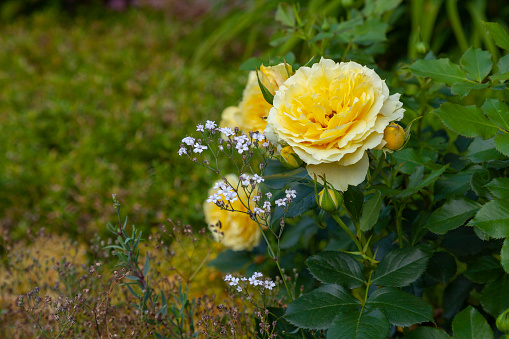 June photo with Globeflowers (Torne Valley)