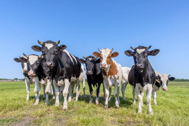 istock Group cows together gathering in a field, happy and joyful and a blue  sky 1714609486