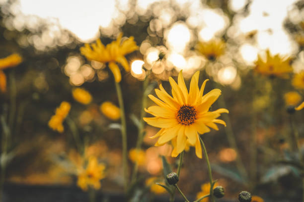 istock Beautiful autumn flowers in sunset background 1714616318