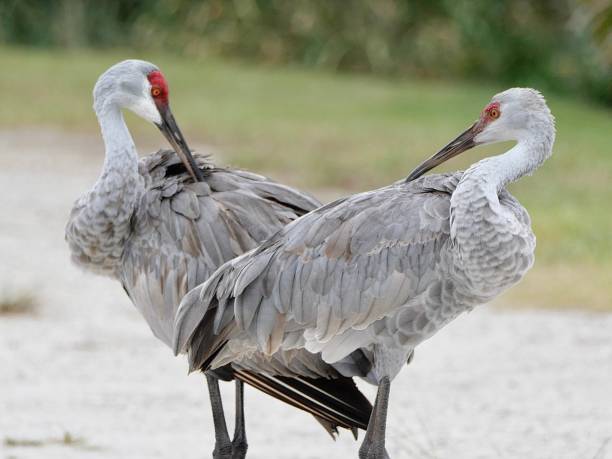 istock Sandhill crane family 1714618019