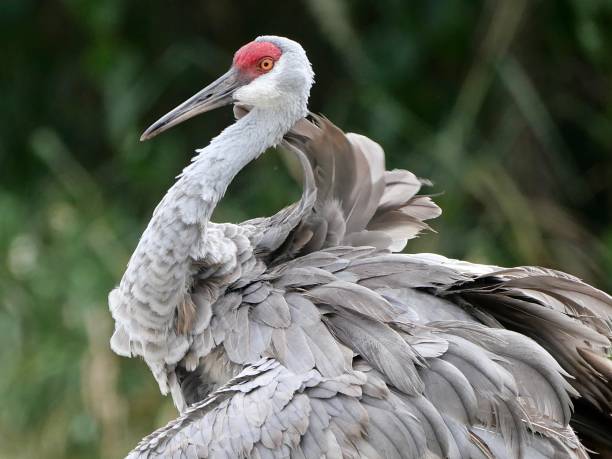 istock Adult sandhillcrane 1714618026