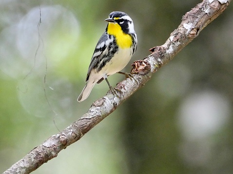 Stopping by my backyard after a long migration