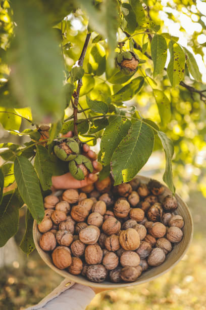 istock Walnut tree with big nuts in green shell close up, harvesting time 1714619195