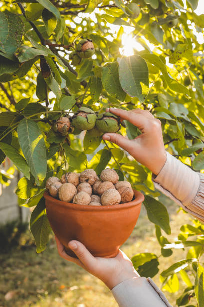 istock Walnut tree with big nuts in green shell close up, harvesting time 1714619197