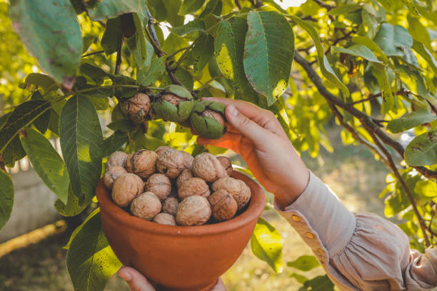 istock Walnut tree with big nuts in green shell close up, harvesting time 1714619206