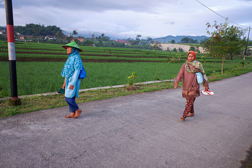 Bandung, Indonesia - March 1, 2023: two female farmers walking barefoot towards the rice fields.