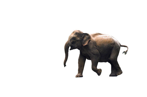 азиатский дикий слон изолирован на белом фоне - 12042 стоковые фото и изображения