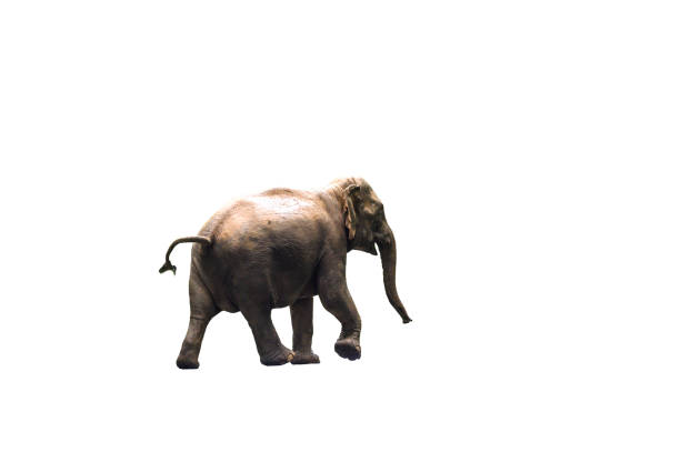 istock Asian wild elephant isolated on white background 1714635091