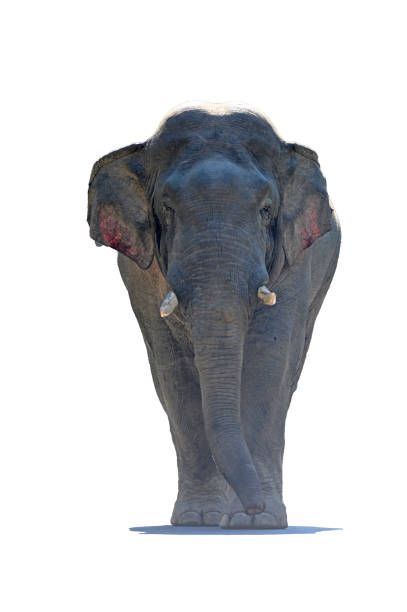 a photography of a man in a red uniform riding on the back of an elephant, there is a man riding on the back of an elephant.