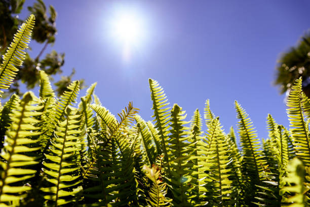 istock Ferns in the sun suffer the consequences of climate change. 1714644098