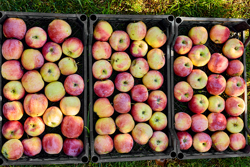 Harvest of fresh organic red apples in the black boxes, harvest, local market or supermarket, Ukraine apples.