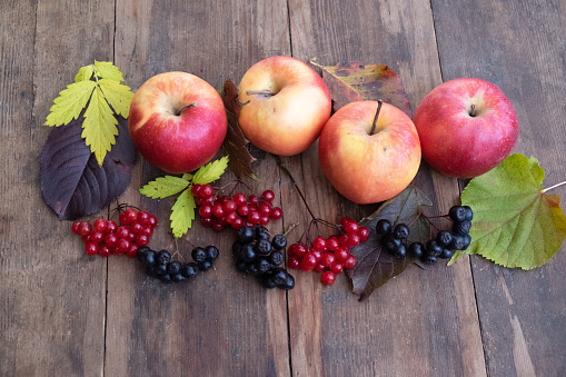 Portrait of a teenage girl, 13 years old, collecting apples from the orchard in her apron then pouring them into a wooden apple box. I think they are Spartan apples.Photographed in a large garden on location on the island of Møn in Denmark. Colour, vertical with some copy space.