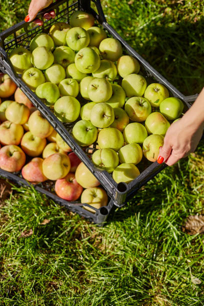 istock Woman hand holding a crate, box with aed ripe apples 1714645265