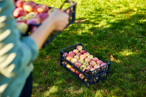 istock Woman hand holding a crate, box with aed ripe apples 1714645368
