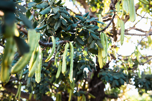 Green fruits of the carob tree maturing in the sun.