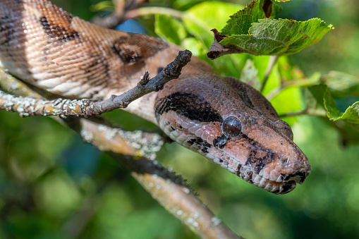 Common boa, boa constrictor in natural habitat: wildlife photography
