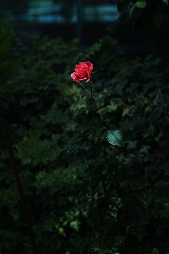 A beautiful single red rose in the center of a tranquil nighttime garden