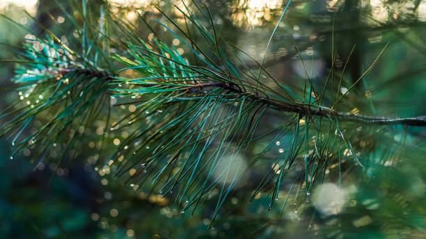 istock Macro of Landes pine thorns 1714654880