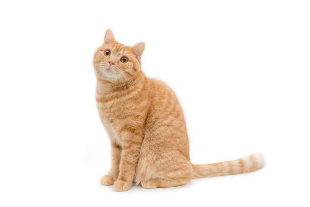 istock gingerred british male shorthair cat isolated 1714668538