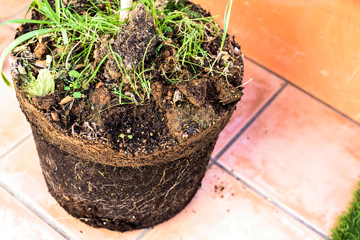 Plant transplant from one pot to another, with the roots in the ground.