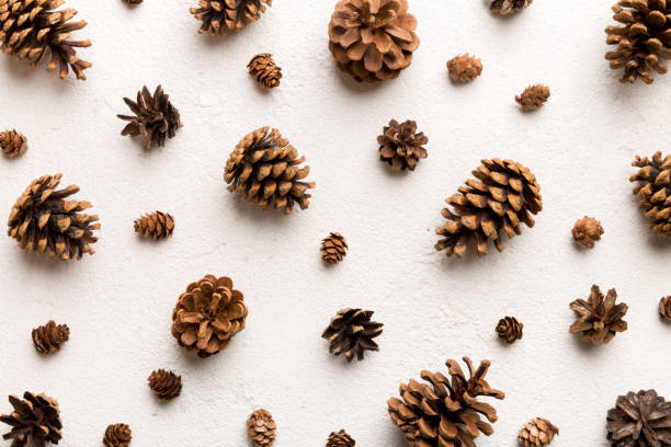 istock pine cones on colored table. natural holiday background with pinecones grouped together. Flat lay. Winter concept 1714684500