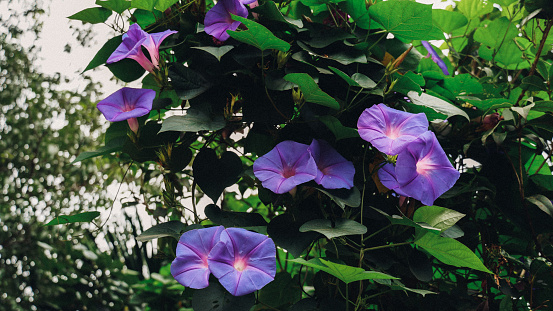 Ipomoea tricolor, the Mexican morning glory or just morning glory, is a species of flowering plant in the family Convolvulaceae,