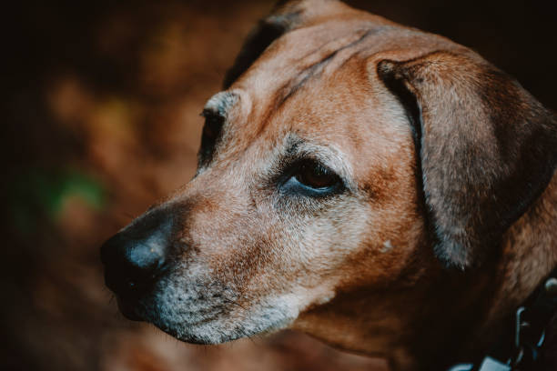 Elder Rhodesian ridgeback  for a walk in the autumn countryside. Cosy Autumn in Brandenburg, Germany