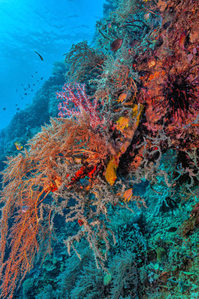 istock Coral reef South Pacific,Bali 1714697306