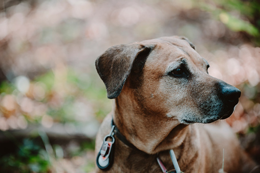 Elder Rhodesian ridgeback  wearing city tax tag, animal database tag and a tracker on the collar.  Cosy Autumn in Brandenburg, Germany