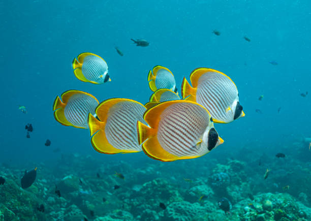 istock Chaetodon adiergastos, the Bantayan butterflyfish ,panda butterflyfish,, 1714697909