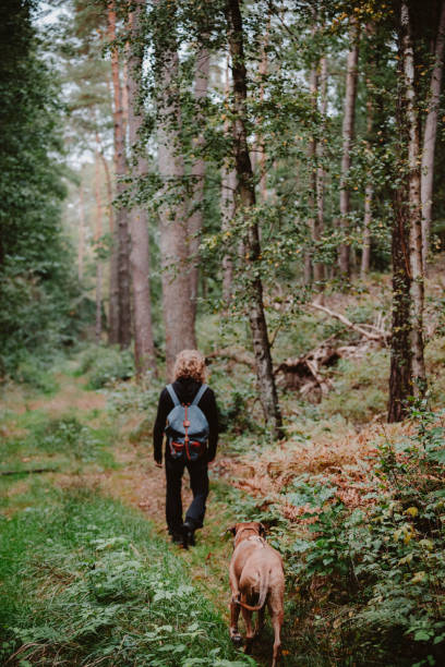 istock Man walking with his dog in the autumn forest 1714698527