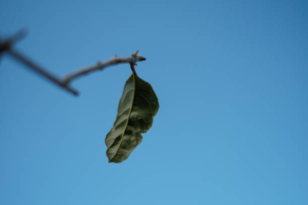 istock This is a photo of a leaf 1714703581