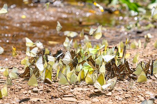 Group of Beautiful butterfly on the ground in Ban Krang Camp, Kaeng Krachan National Park at Thailand