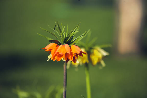 Beautiful upside down tulips planted on the lawn on the university campus
