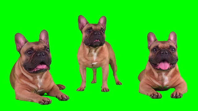 dog puppy on green background screen set isolated