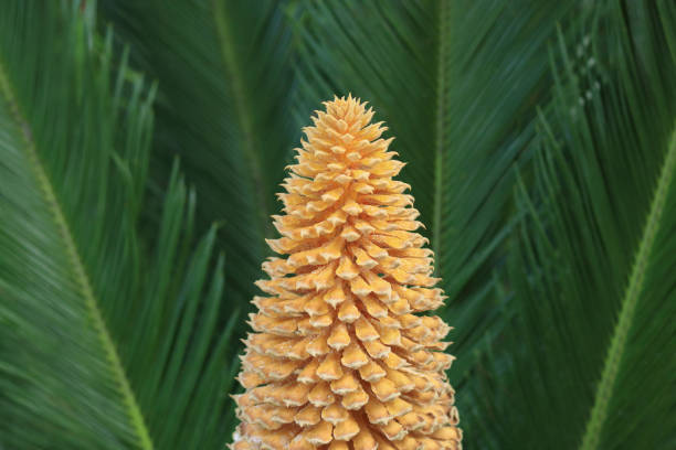 Closeup fern leaf, Cycad Revoluta, background with copy space, full frame horizontal composition