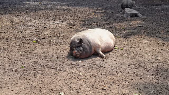 Natural view of an African fat pig sleeping on the mud ground. A lazy boar lies on the ground with his eyes closed and wiggles his ear, waving away the flies. Wild animal basks in the sun. 4K footage.