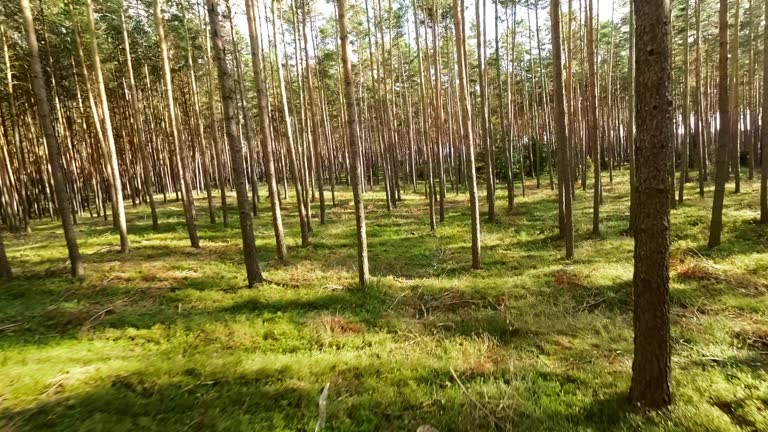Our collection of nature wood forest green stock footage is the perfect way to bring the beauty and tranquility of nature into your video projects