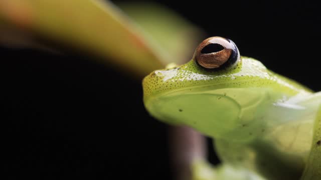Close up of the Glass tree frog in the Amazon forest