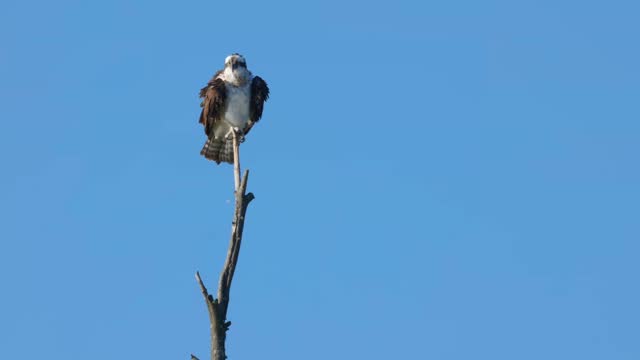 An Osprey perched on a branch looking out over the river in Island Park Idaho and he adjusts his wings