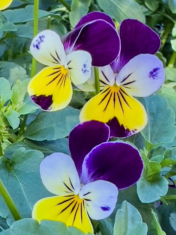 bright yellow and violet pansy flowers close up