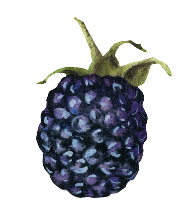 Watercolor Blackberry