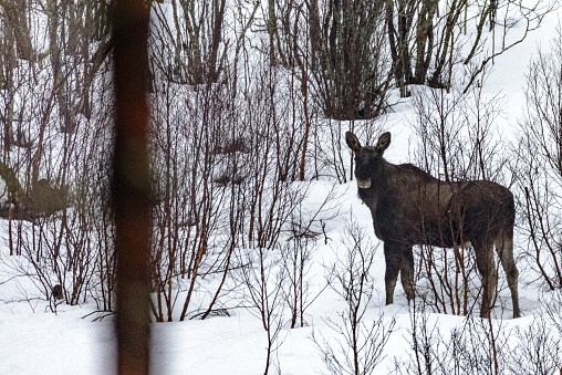 Moose standing on a hill in a snowy winter landscape. The moose is looking towards the camera.