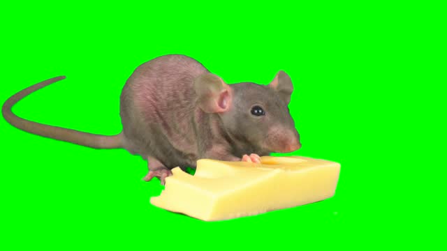 rat mouse on green background screen isolated set