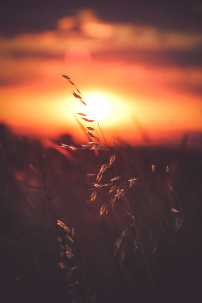 istock Golden sunset on the country road 1714738411